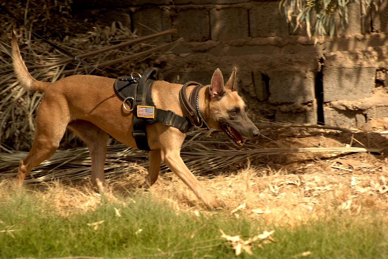 Free Trail Seminare Sam dogs Search and Mantrailing Dogs Freetrail Free Trail Seminare Sam dogs Search and Mantrailing Dogs Freetrail